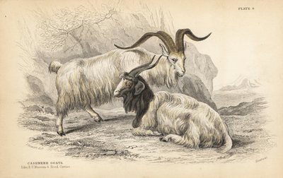 Cabra de Cachemira, Capra hircus lanigera. Museo de la Universidad Real de Edimburgo y Frederick Cuvier. Grabado en acero coloreado a mano por Lizars a partir de una ilustración de James Stewart de la Biblioteca del Naturalista de William Jardine, Edimburg de Unbekannter Künstler