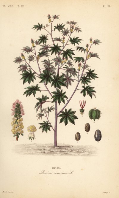 Planta de ricino, Ricinus communis de Unbekannt