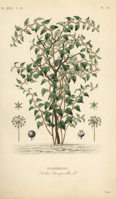 Zarzaparrilla verde, Smilax glauca, Salsepareille, grabado en acero a mano por Debray después de una ilustración botánica de Edouard Maubert de Pierre Oscar Reveil de Unbekannt