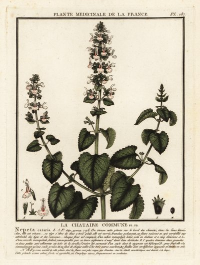 Hierba gatera, Nepeta cataria. de Unbekannter Künstler