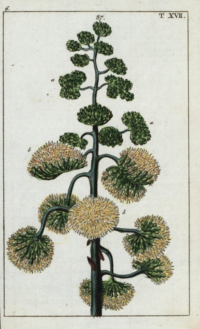 Planta del siglo, Agave americana. de Unbekannter Künstler