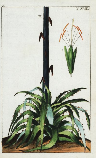 Planta del siglo, Agave americana. de Unbekannter Künstler