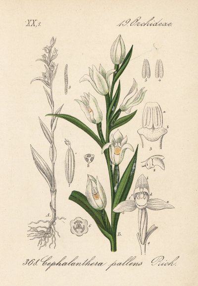 Cephalanthere longifolia (Cephalanthera pallens) - Eléboro de hoja larga, Cephalanthera longifolia (Cephalanthera pallens). Litografía coloreada a mano de la Flora alemana (Flora von Deutschland) de Diederich von Schlechtendal, Jena. de Unbekannter Künstler