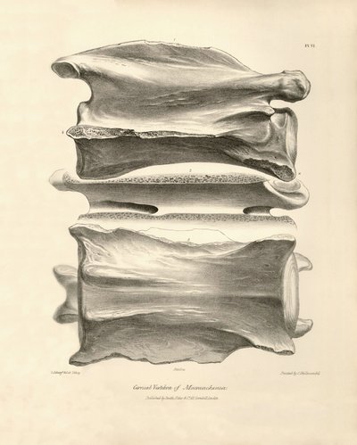 Vértebra cervical de Macrauchenia, un animal prehistórico encontrado por Charles Darwin durante su viaje de exploración a bordo del Beagle. The Zoology of the voyage of H.M.S. Beagle under the command of Captain Fitzroy during the years 1832 to 1836 edited de Unbekannter Künstler
