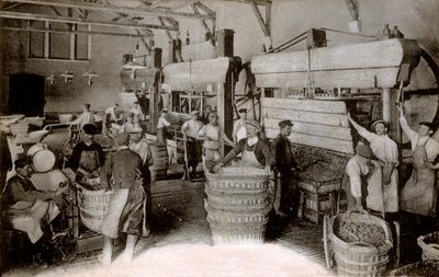 Champagne: prensado de uvas en la casa de cosecha Saint-Helene, casa Moet & Chandon Epernay, principios del siglo XX de Benjamin Baud