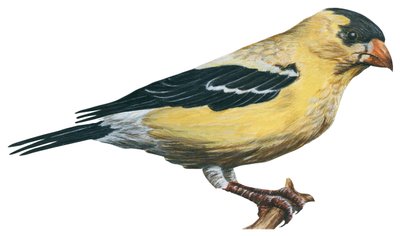 Jilguero (Carduelis tristis) de Unbekannter Künstler