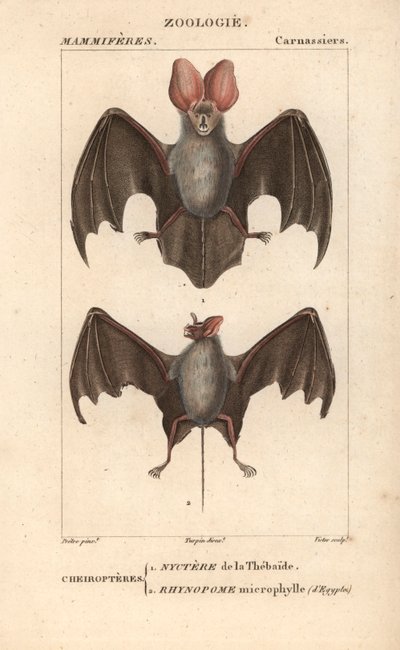 Cheiroptere (chiroptere): nyctere del Thebaide y rhynopome microphyll de Egipto - Eau forte de Jean Gabriel Pretre (1780-1845), grabado por Carnonkel, para el diccionario de ciencias naturales: mamíferos de Frederic Cuvier, editado por Pierre Jean Francois de Unbekannter Künstler