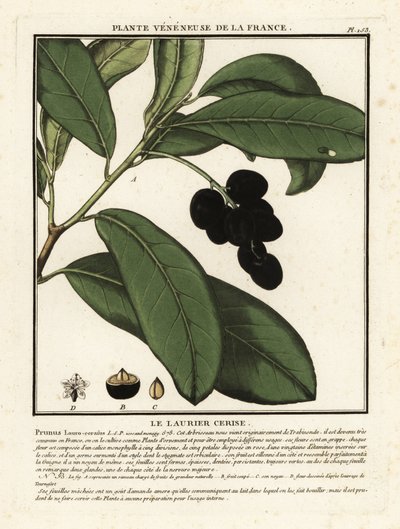 Laurel cerezo, Prunus laurocerasus. de Unbekannter Künstler