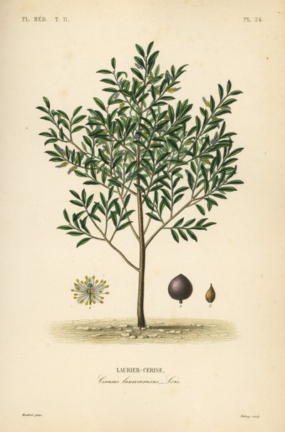 Laurel cerezo o laurel inglés, Prunus laurocerasus de Unbekannt