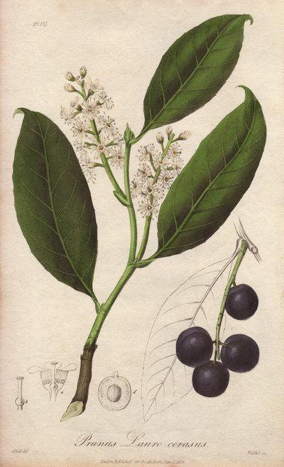 Laurel cerezo o laurel almendro o laurel pame o laurel trebizonde (Prunus Lauro-cerasus) - Drenaje de William Clarke para ilustrar "Medical Botanical, Description of the Medicinal Plants of London, Edinburgh and Dublin" de John Stephenson y James Morss. de Unbekannter Künstler