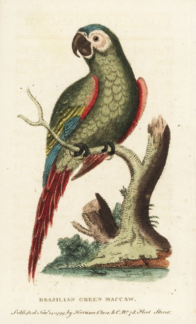 Guacamayo castaño, Ara severus. Guacamayo verde brasileño. Ilustración copiada de George Edwards. Grabado en cobre coloreado a mano de "The Naturalist