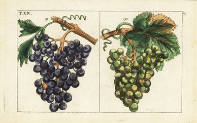 Uvas Chiavenna, uvas Pinot noir, Vitis vinifera. de Unbekannter Künstler