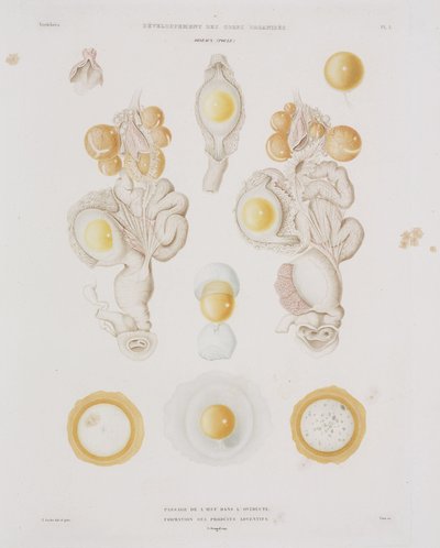 Huevo de gallina en el oviducto, c.1847-1859 de Unbekannt