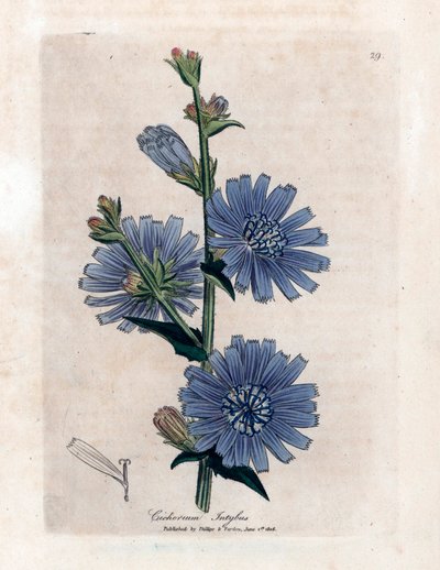 Chicoree bitere (Cichorium intybus) James Sowerby