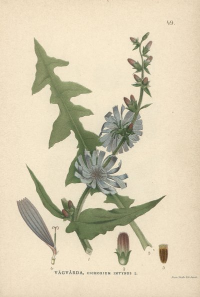 Achicoria, Cichorium intybus de Unbekannter Künstler