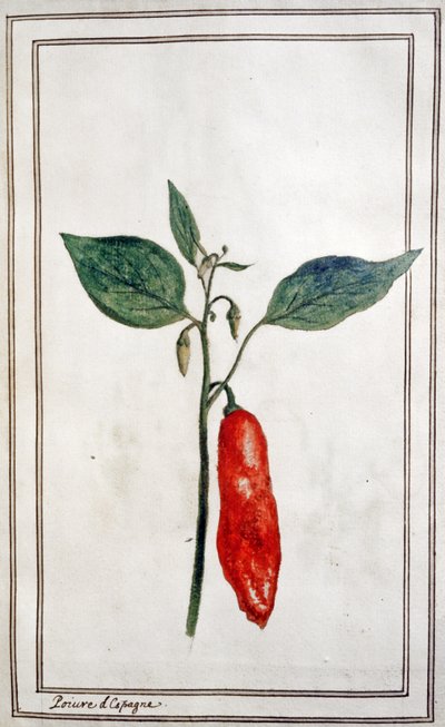 Guindilla, pimiento español, c.1780-1800 (grabado) de Unbekannter Künstler