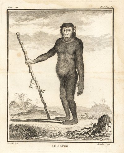 Chimpancé, Pan troglodytes. El Jocko. En peligro de extinción. Grabado al cobre de Chevillet a partir de una ilustración de Jacques de Seve de Georges-Louis Leclerc, Comte de Buffon
