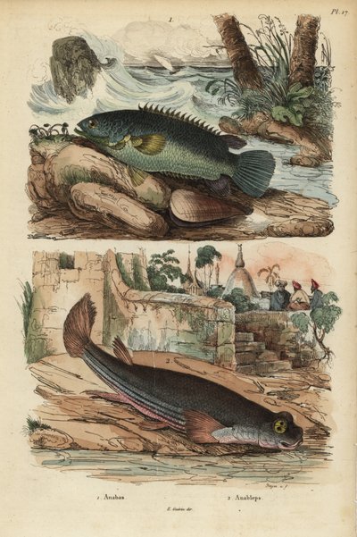 Perca trepadora, Anabas testudineus, y pez de cuatro ojos, Anableps anableps de Unbekannt