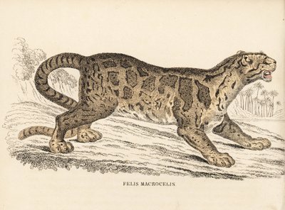 Leopardo nublado, Neofelis nebulosa (Felis macrocelis). Vulnerable. Grabado en acero coloreado a mano de la Galería de Historia Natural de Georg Friedrich Treitschke, Naturhistorischer Bildersaal des Thierreiches, Liepzig-1842. de Unbekannter Künstler