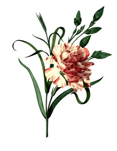 Clavel rosa (Dianthus caryophyllus) o clavel noble, clavel de jardín de Unbekannter Künstler