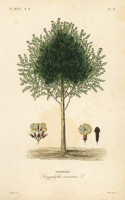 Clavo de olor, Syzygium aromaticum de Unbekannt