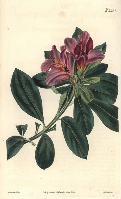 Racimo de flores púrpuras de una azalea india. Ilustración de C. Curtis, grabado de Weddell. Eau forte en The Curtis Botanical Magazine, por Samuel Curtis de Unbekannter Künstler