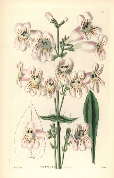 Penstemon cobaea-flowered, Penstemon cobaea. Grabado en cobre coloreado a mano por Weddell según J. McNab de John Lindley and Robert Sweet
