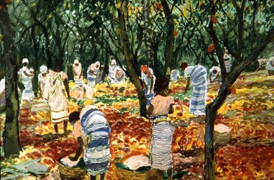 Cosecha de cacao en Santo Tomé, c.1910-20 (litografía en color) de Unbekannter Künstler