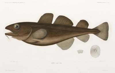 Bacalao de Unbekannter Künstler
