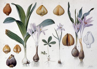 Colchicum, c.1900 (grabado) de Unbekannter Künstler