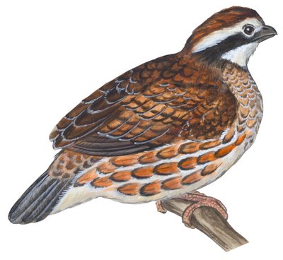 Colin de Virginie - Bobwhite (Colinus virginianus) de Unbekannter Künstler