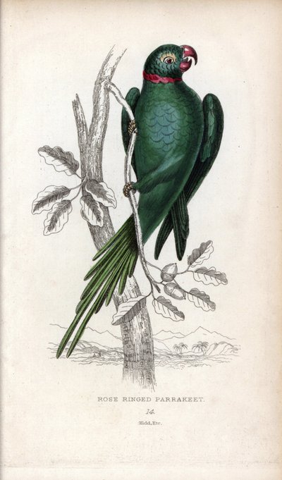 Periquito de collar, Psittacula krameri. Psittacus torquatus. Litografía de Joseph Kidd, basada en un dibujo de John Audubon, en Miscellany of Natural History: Parrots, Sir Thomas DiK Lauder and Captain Thomas Brown, publicada en Edimburgo, Escocia, en 183 de Unbekannter Künstler
