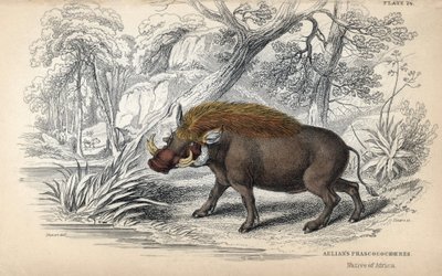 Faco común africano (Phaochoerus africanus). Grabado al cobre de William Lizars, basado en un dibujo de James Stewart, publicado en la Naturalist Library: mammals, pachyderms and quadrupedes with fine skin, editada por W. H. Lizars, en Edimburgo, Escocia. de Unbekannter Künstler