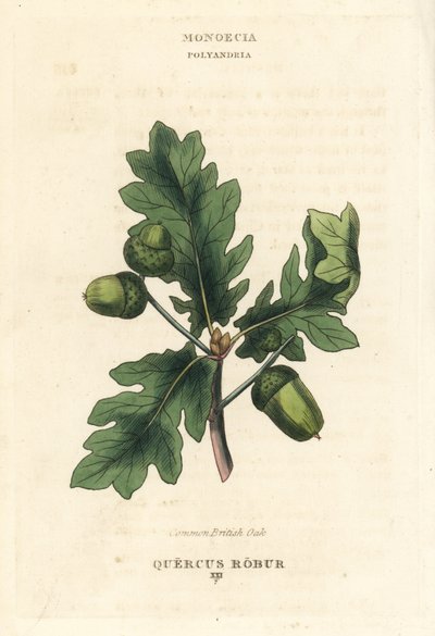 Roble común británico, Quercus robur. Grabado en cobre coloreado a mano según una ilustración de Richard Duppa de su obra The Clours and Orders of the Linnaean System of Botany, Longman, Hurst, Londres. de Unbekannter Künstler