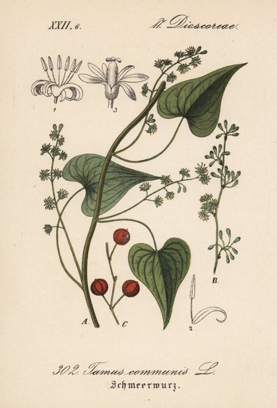 Conductor común o hierba de las mujeres maltratadas - Black bryony, Tamus communis. Litografía coloreada a mano de la Flora alemana (Flora von Deutschland) de Diederich von Schlechtendal, Jena de Unbekannter Künstler