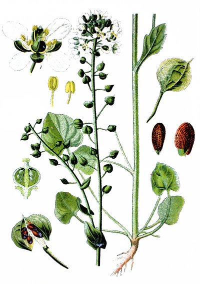 Hierba escorbuto común, Cochlearia officinalis de Unbekannter Künstler