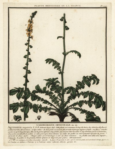 Agrimonia común, Agrimonia eupatoria. de Unbekannter Künstler
