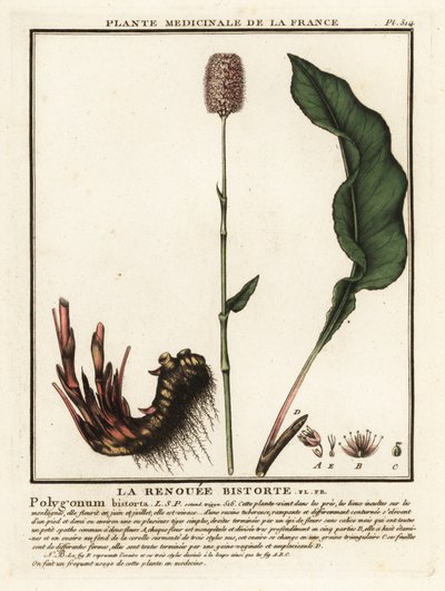 Bistort común, Persicaria bistorta. de Unbekannter Künstler