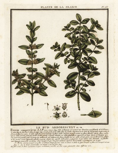 Common box, Buxus sempervirens. de Unbekannter Künstler