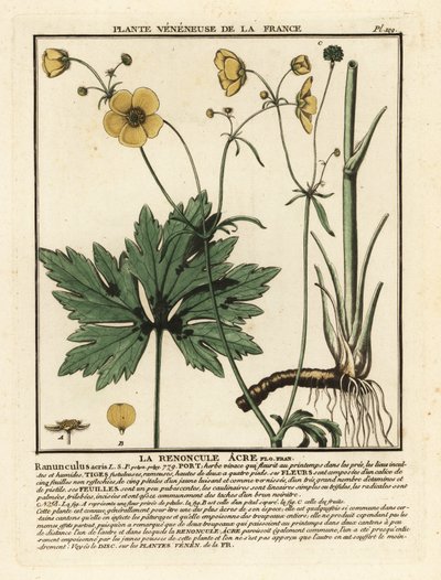 Ranúnculo común, Ranunculus acris. de Unbekannter Künstler