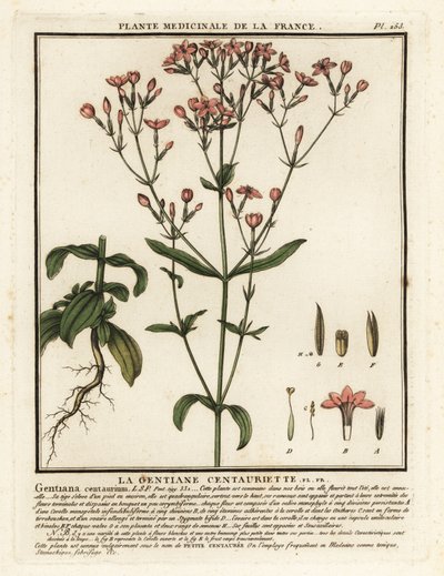 centaura común. Centaurium erythraea. de Unbekannter Künstler