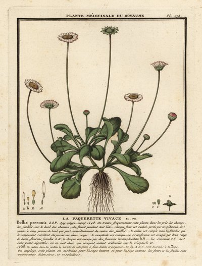 Margarita común, Bellis perennis. de Unbekannter Künstler