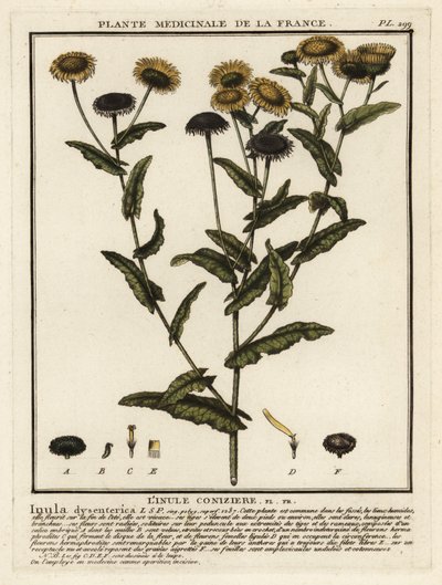 Fleabane común, Pulicaria dysenterica. de Unbekannter Künstler