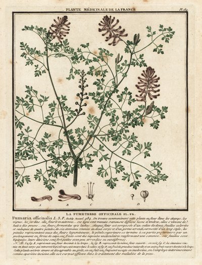 Fumitoria común, Fumaria officinalis. de Unbekannter Künstler