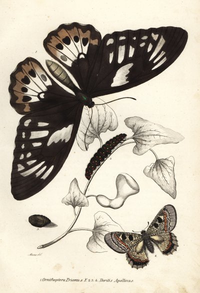 Ornithoptera priamus, mariposa, oruga y pupa, y falso apolo, Archon apollinus (Doritis apollinus). Litografía coloreada a mano de la Galería de Historia Natural de Georg Friedrich Treitschke, Naturhistorischer Bildersaal des Thi de Unbekannter Künstler