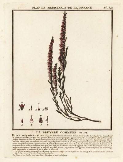 Brezo común, Calluna vulgaris. de Unbekannter Künstler