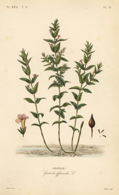 Graciola común o hierba de la gracia, Gratiola officinalis, Graciola de Unbekannt