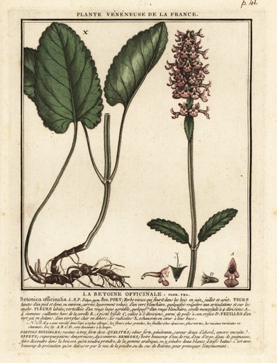 Hediondo común, Stachys officinalis. de Unbekannter Künstler