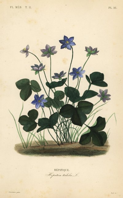 Hepática común o hierba del hígado, Anemone hepatica de Unbekannt