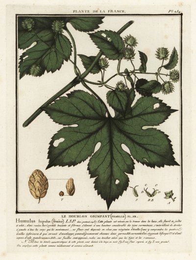 Lúpulo común, Humulus lupulus. de Unbekannter Künstler